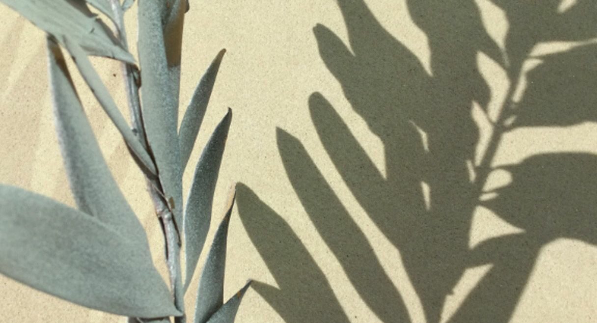 image of a hand drawn leaf with a shadow on a sandstone background