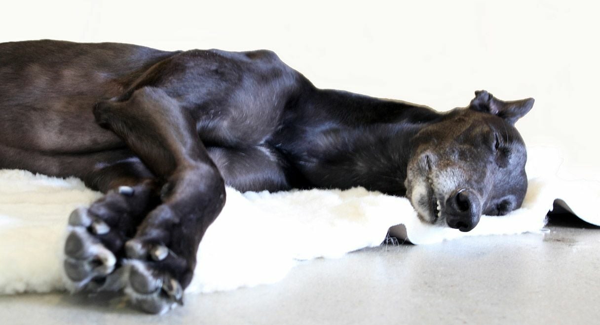 image of a black dog lying on a white sheet