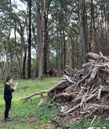 To the fallen trees - Yarra Ranges